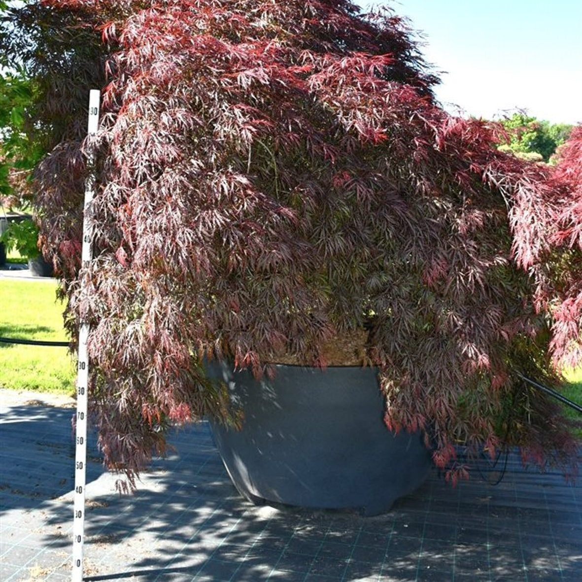 Japansk lönn – Acer palmatum 'Garnet' - C 1040 Decopot 350-400 cm.